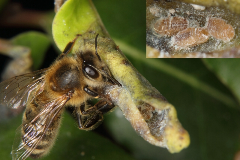 Schmierluse (<i>Pseudococcidae</i>) auf einem Lorbeer-Blatt